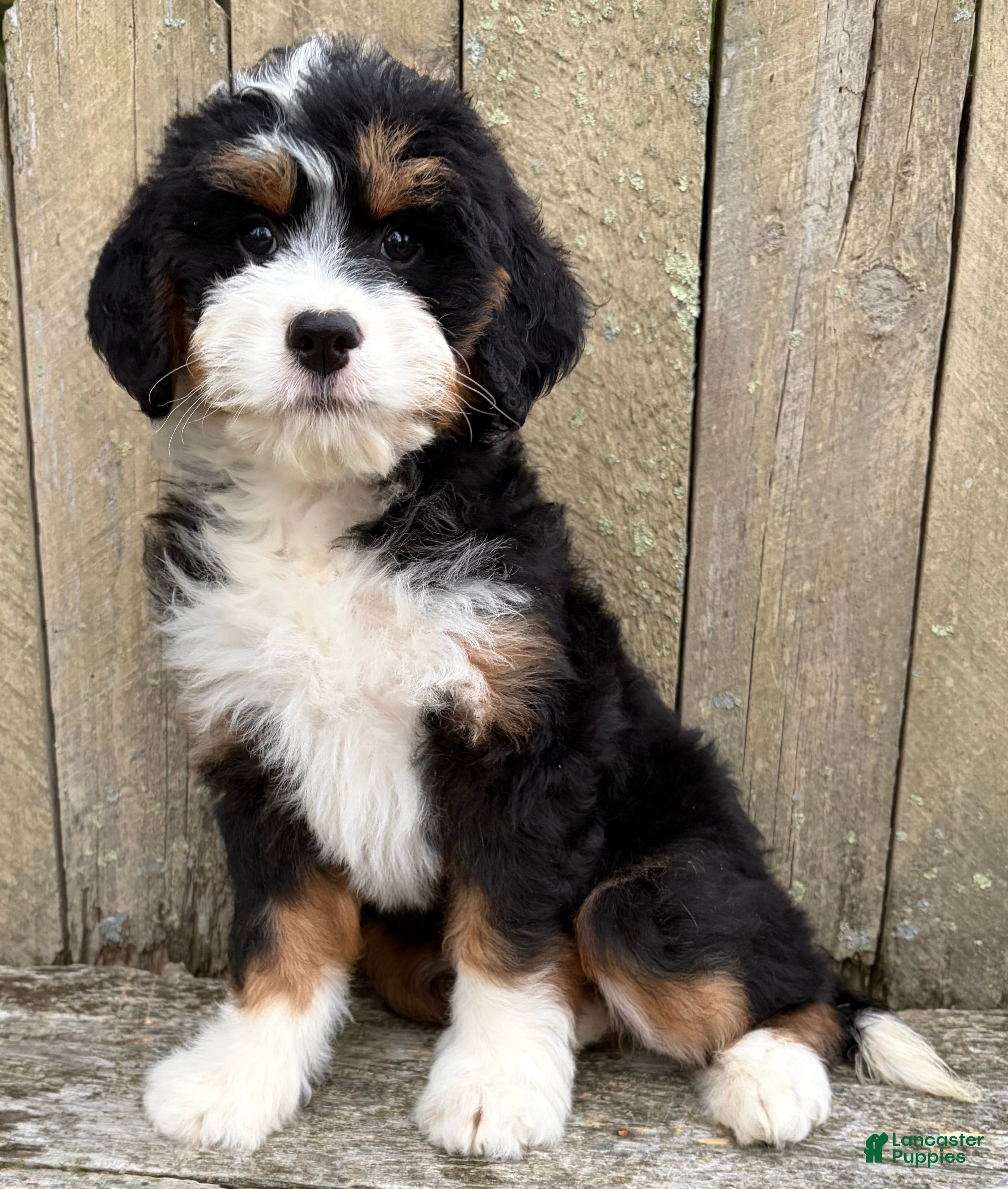 Mini Bernedoodle dogs for sale: 💛IN BOSTON MASSACHUSETTS AREA💛MINI BERNEDOODLE GIRL💛 - Ad 9