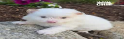 Pomeranian dogs for sale: Chip ( White) - Ad 3