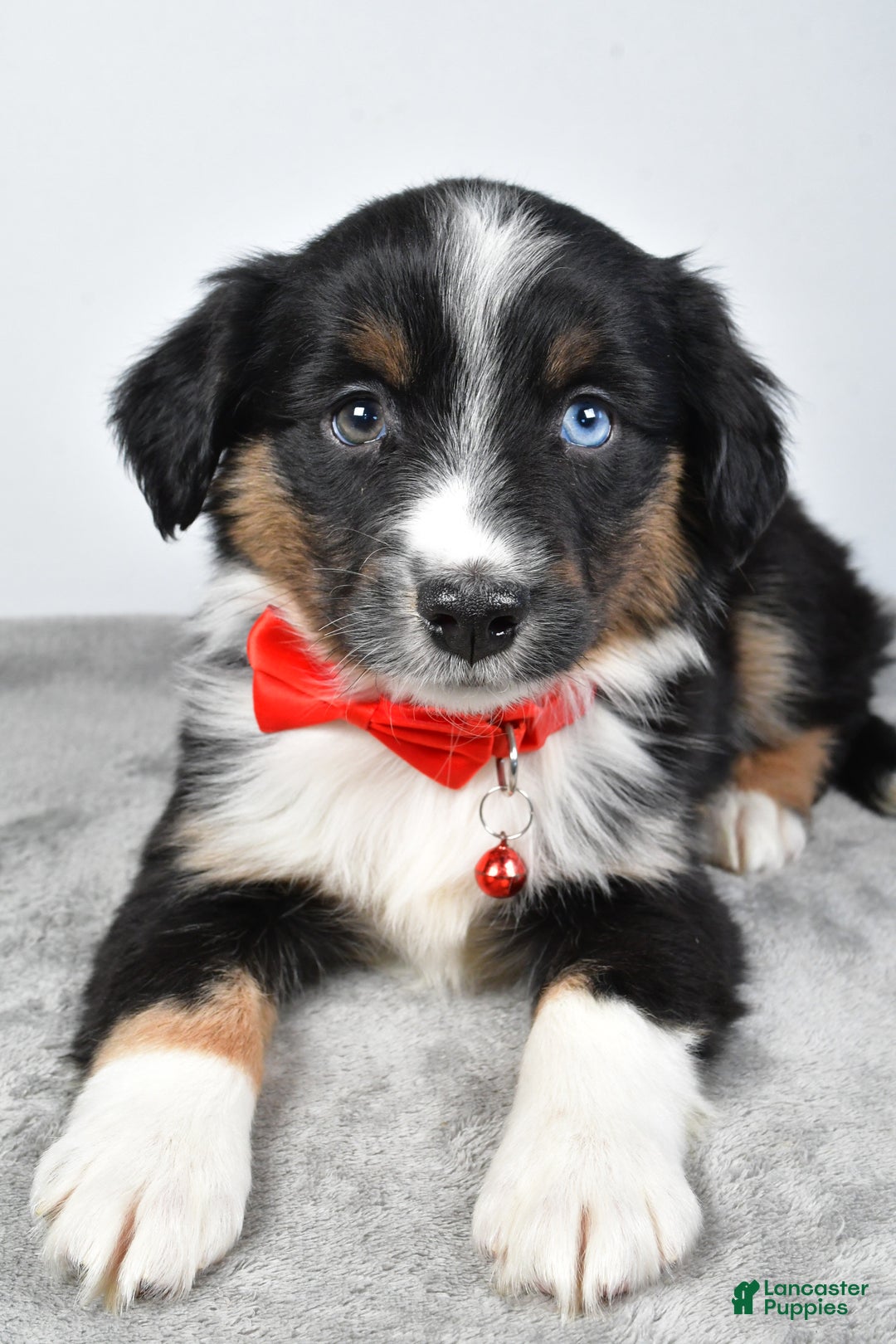 Miniature Australian Shepherd dogs for sale: Rocky - Ad 3