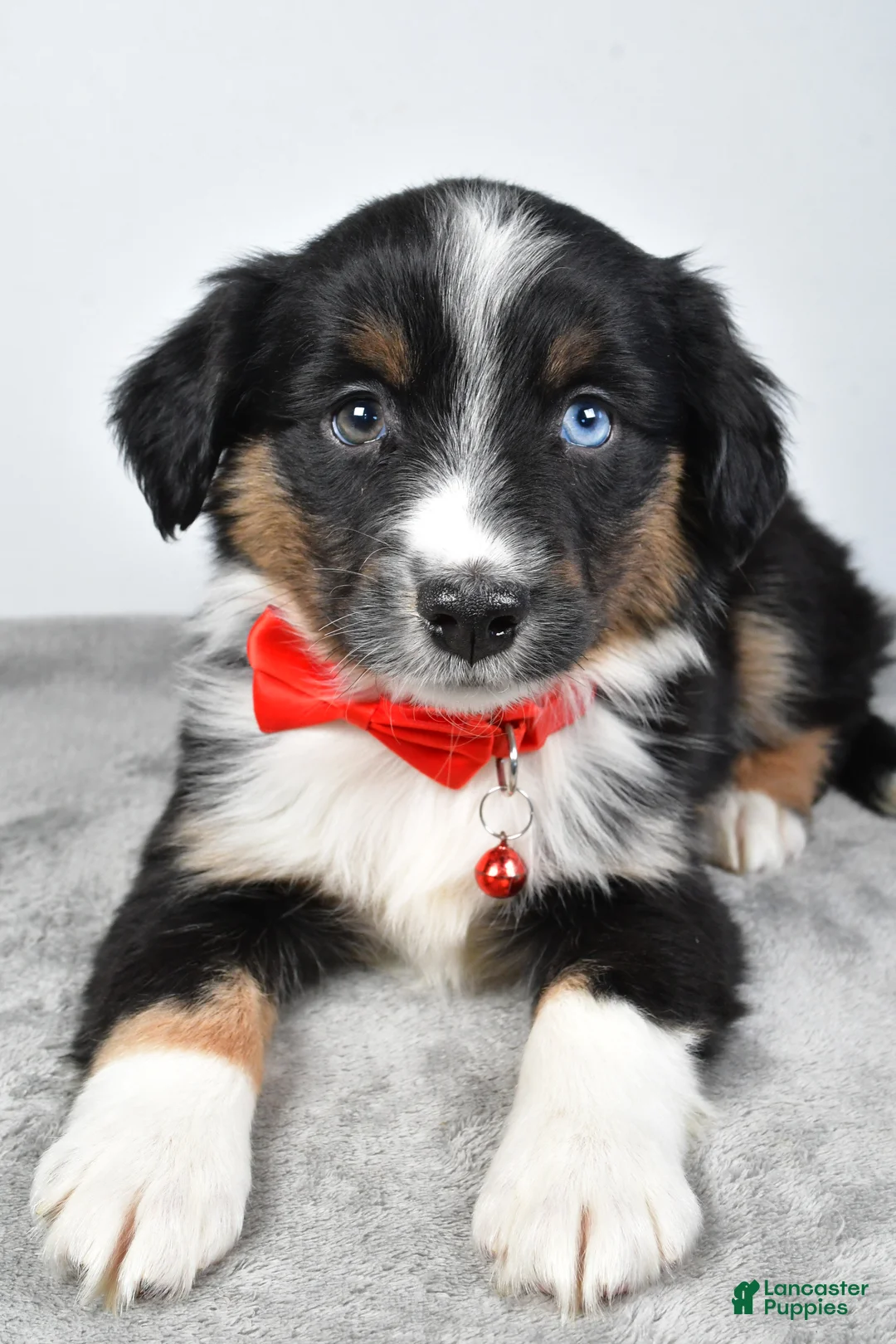 Miniature Australian Shepherd dogs for sale: Rocky - Ad 3