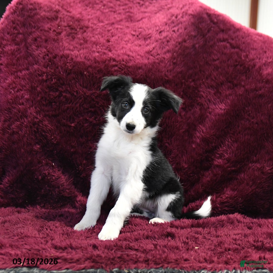 Border Collie dogs Tiny - Ad 1