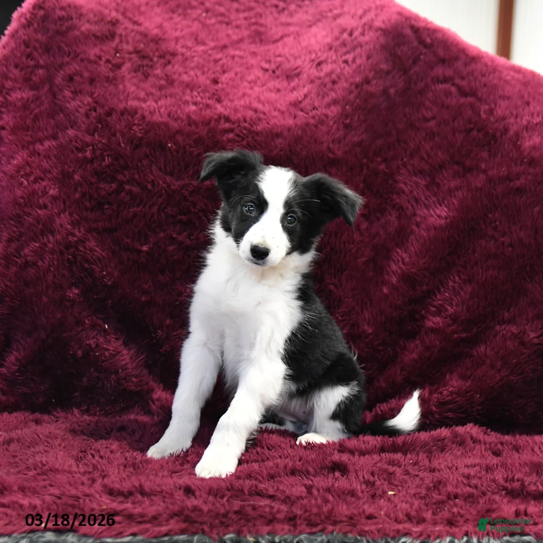 Border Collie dogs for sale: Tiny - Ad 1