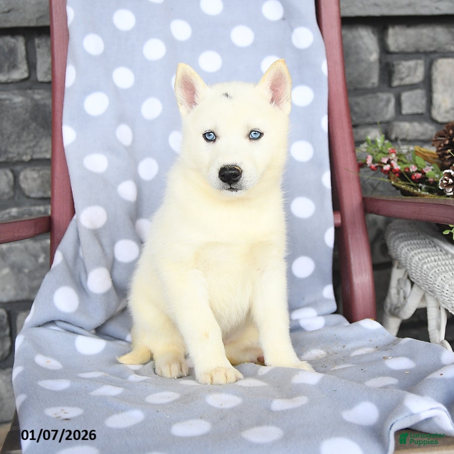 Siberian Husky dogs Angel - Ad 12
