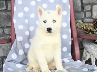Siberian Husky dogs Angel - Ad 19