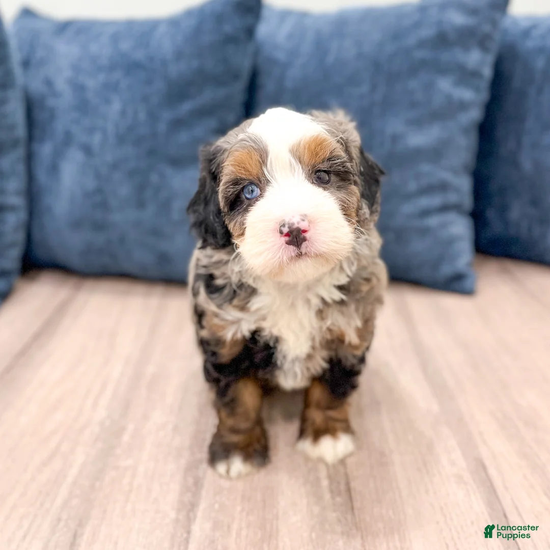 Mini Bernedoodle dogs for sale: Nova - Ad 2