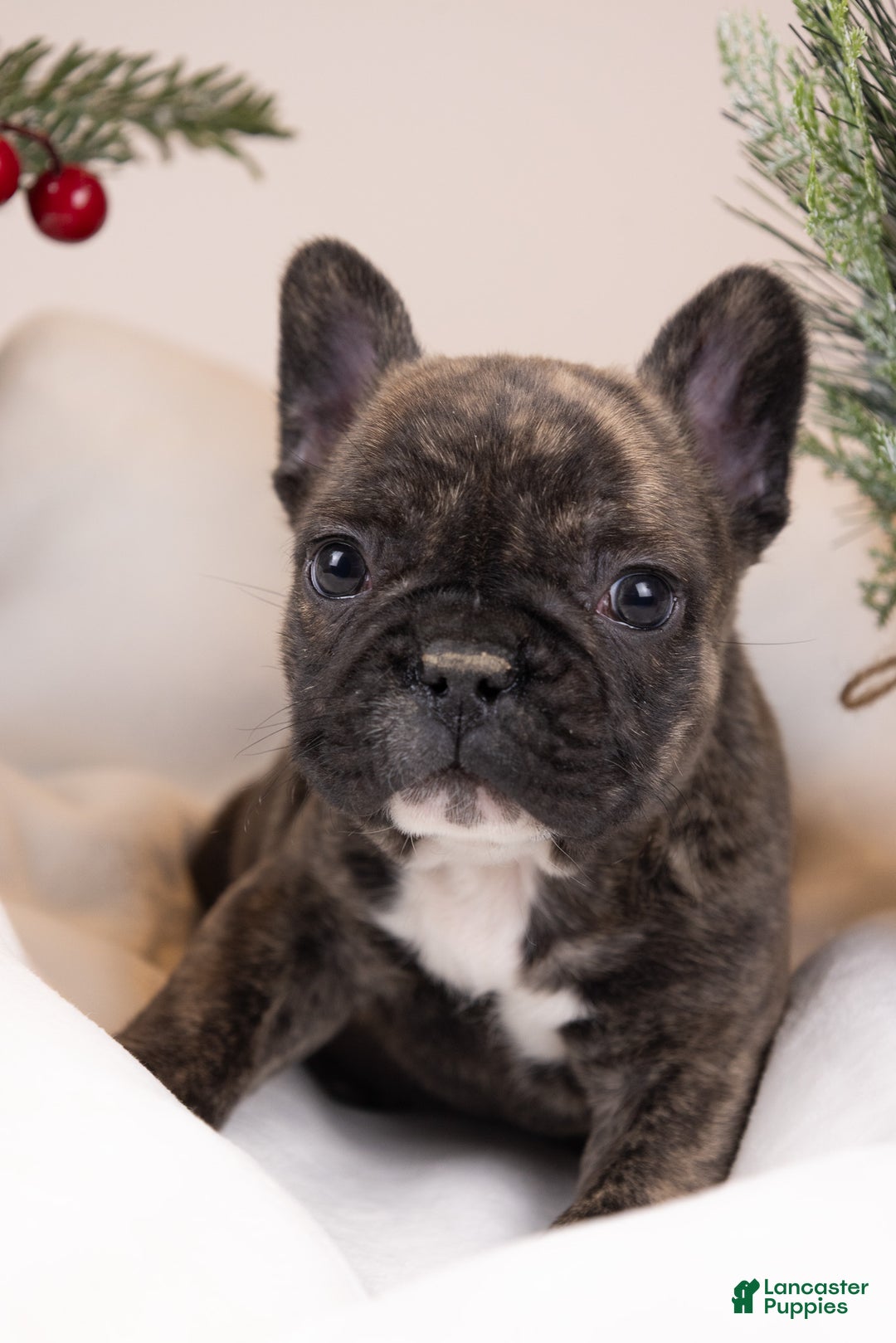 French Bulldog dogs for sale: Bluey - Ad 13