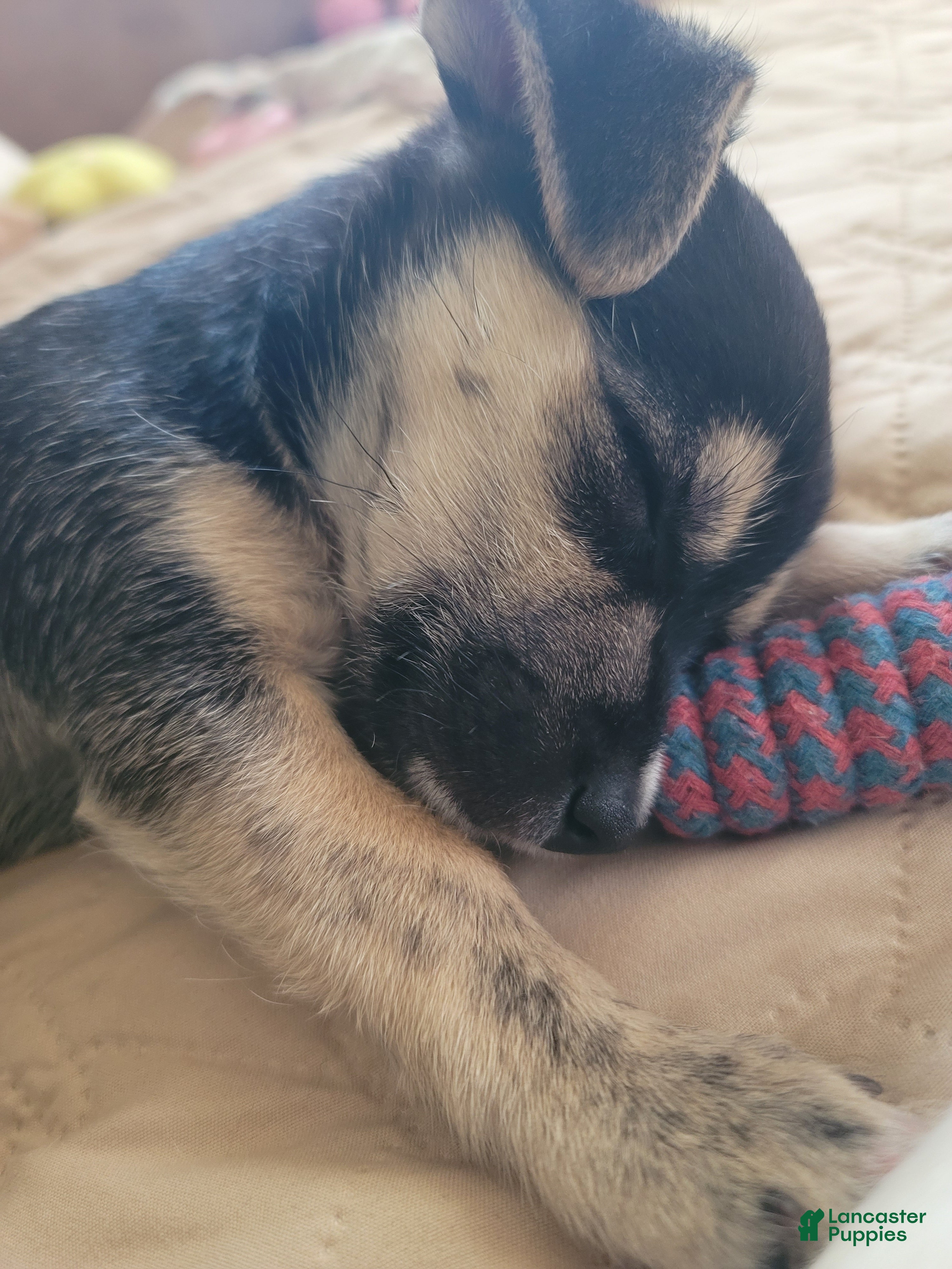 Mixed Breed dogs Jonathan - Ad 8