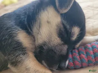 Mixed Breed dogs Jonathan - Ad 8