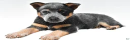 Australian Cattle Dog dogs for sale: Riley - Ad 7