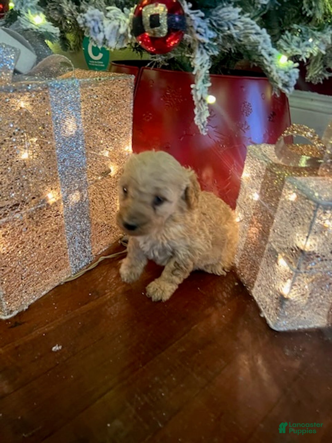 Standard Poodle dogs for sale: Tommy - Ad 4