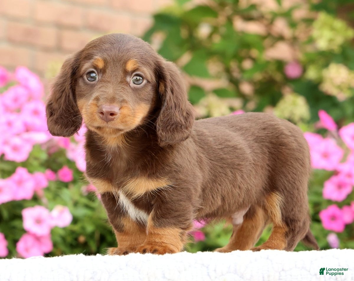 Miniature Dachshund dogs Dominic - Ad 1