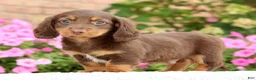 Miniature Dachshund dogs for sale: Dominic - Ad 1