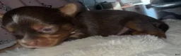 Yorkshire Terrier dogs for sale: Cookies and Cream - Ad 18