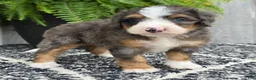 Mini Bernedoodle dogs for sale: Mini Daisy - Ad 8