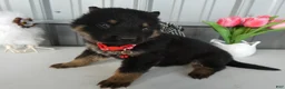 German Shepherd dogs for sale: German Shepherd Puppy 4 Whisper - Ad 1