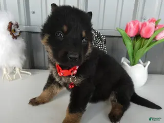 German Shepherd dogs German Shepherd Puppy 4 Whisper - Ad 6