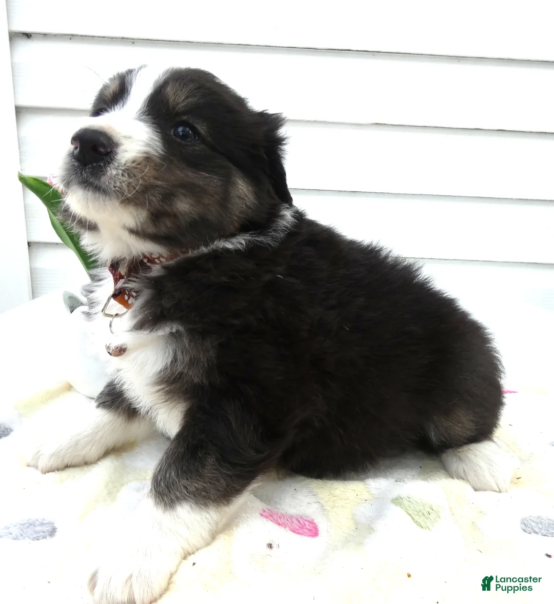 Miniature Australian Shepherd dogs for sale: Miniature Australian Shepherd Puppy 2 Bear - Ad 2