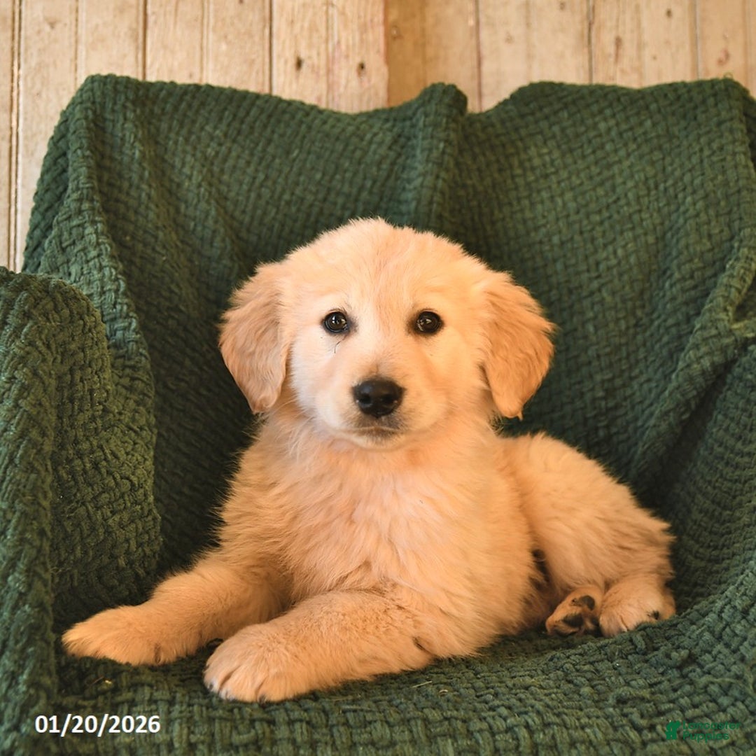 Mixed Breed dogs for sale: Champ  - Ad 1