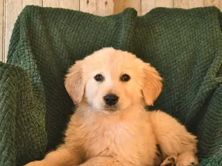 Mixed Breed dogs Champ - Ad 5