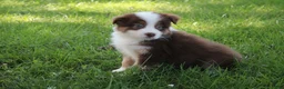 Australian Shepherd dogs for sale: Smith - Ad 1