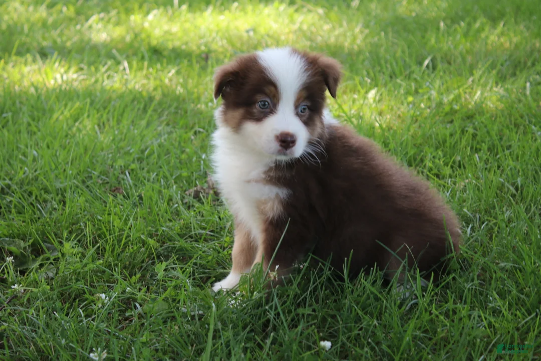Australian Shepherd dogs for sale: Smith - Ad 1
