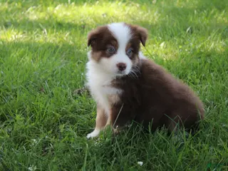 Australian Shepherd dogs Smith - Ad 18