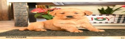 Golden Retriever dogs for sale: Ruthanna - Ad 1