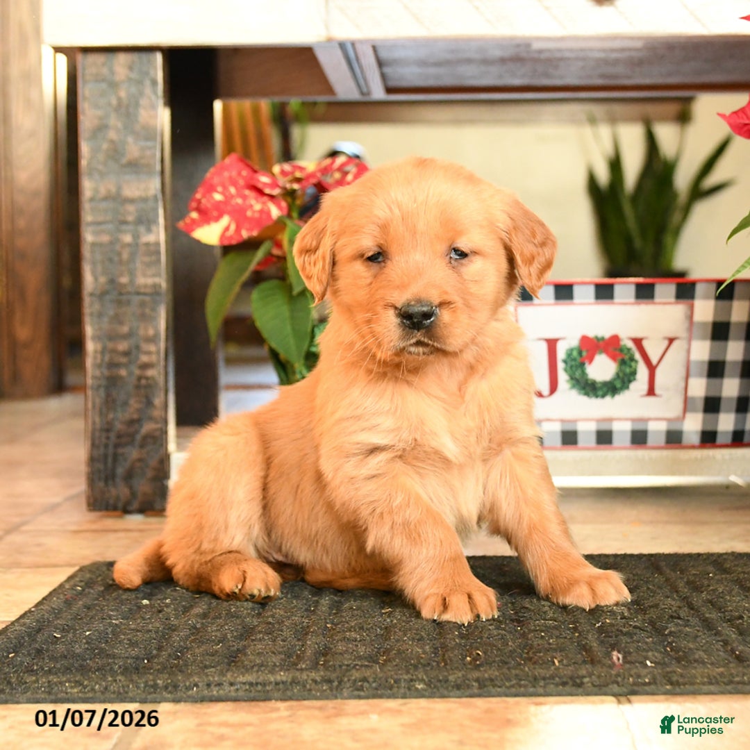 Golden Retriever dogs for sale: Ruthanna - Ad 1