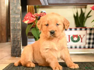 Golden Retriever dogs Ruthanna - Ad 35