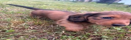 Miniature Dachshund dogs for sale: Dahmer - Ad 3