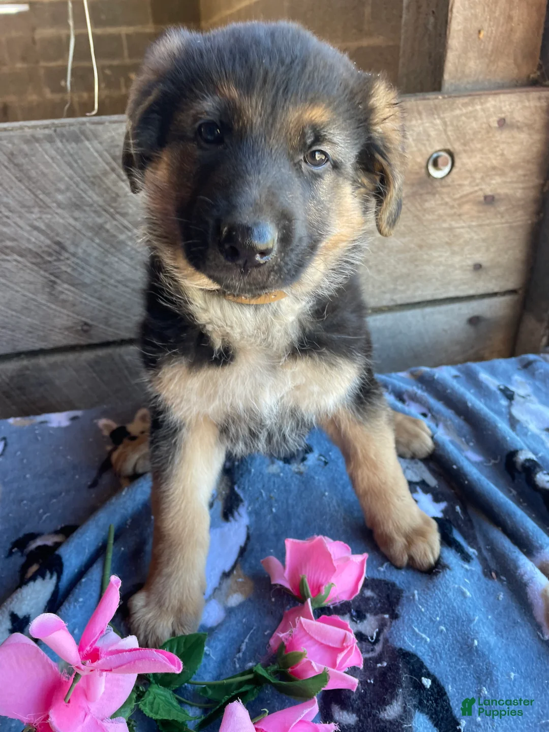 German Shepherd dogs for sale: Storm - Ad 1