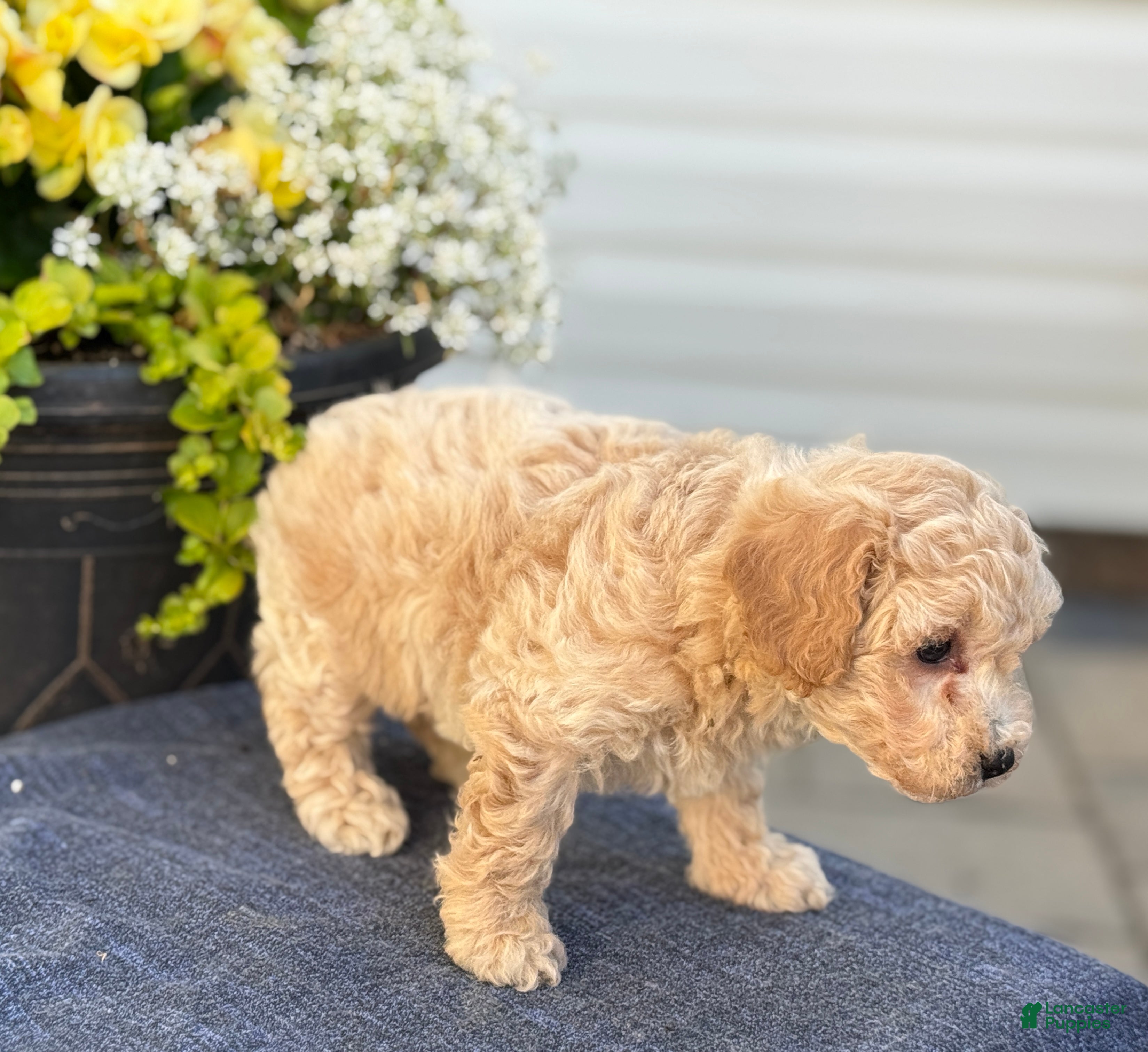 Bichpoo dogs for sale: Faye - Ad 14
