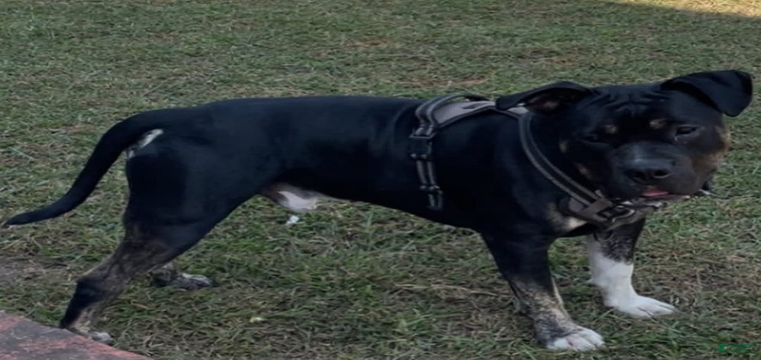 Gallery Image {{count}}