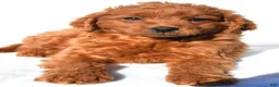 Mini Goldendoodle dogs for sale: Tucker - Ad 6