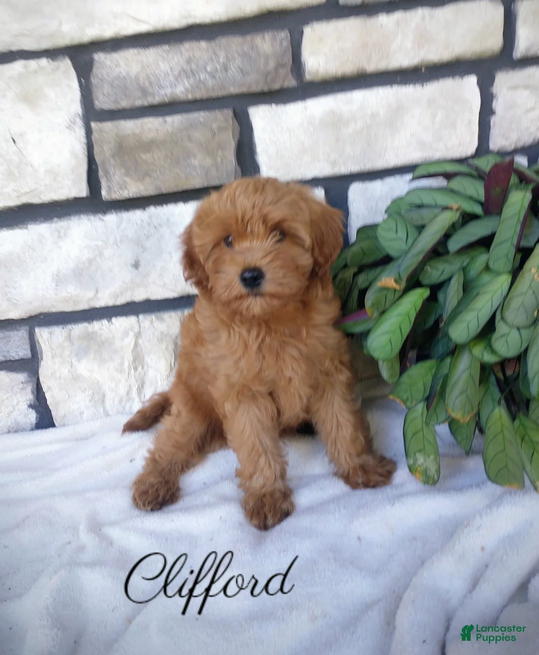 Shihpoo dogs for sale: Clifford - Ad 1