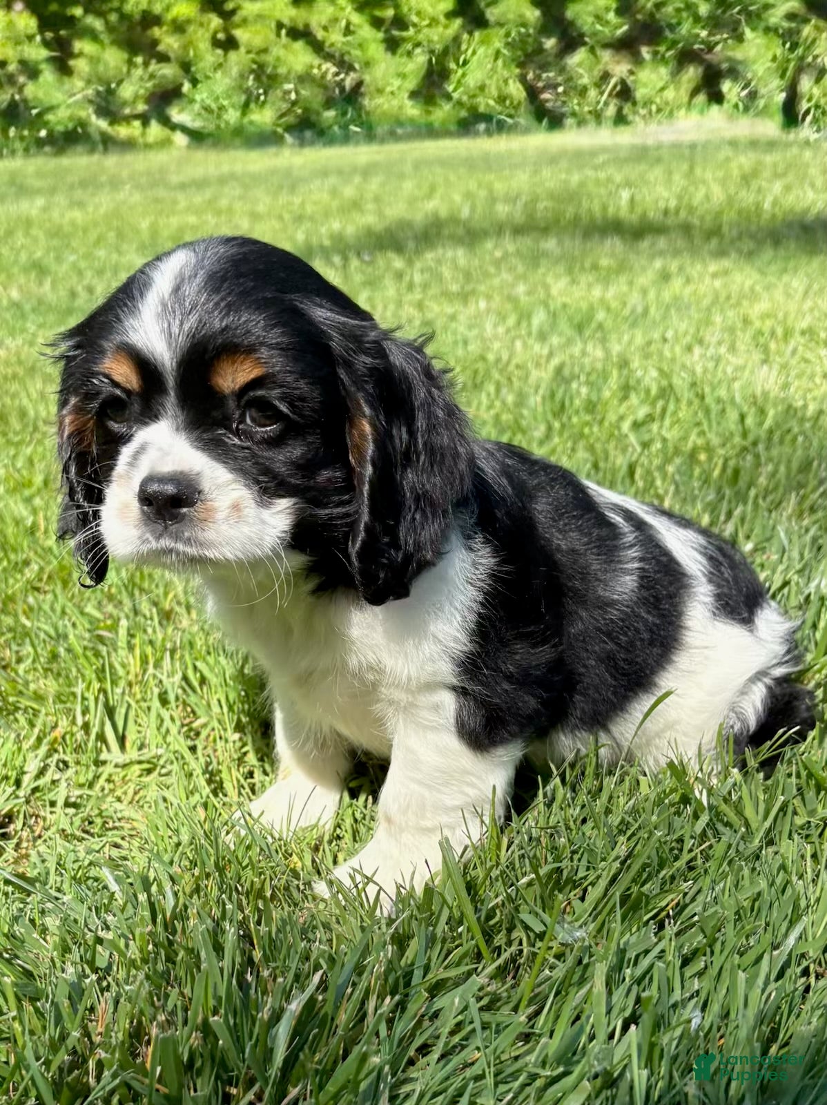 Cavalier King Charles Spaniel dogs Cavalier King Charles Spaniel Puppy 1 - Ad 2