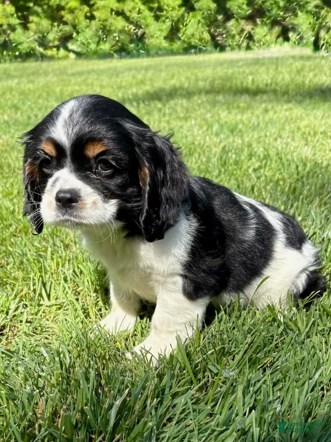 Cavalier King Charles Spaniel dogs for sale: Cavalier King Charles Spaniel Puppy 1 - Ad 2