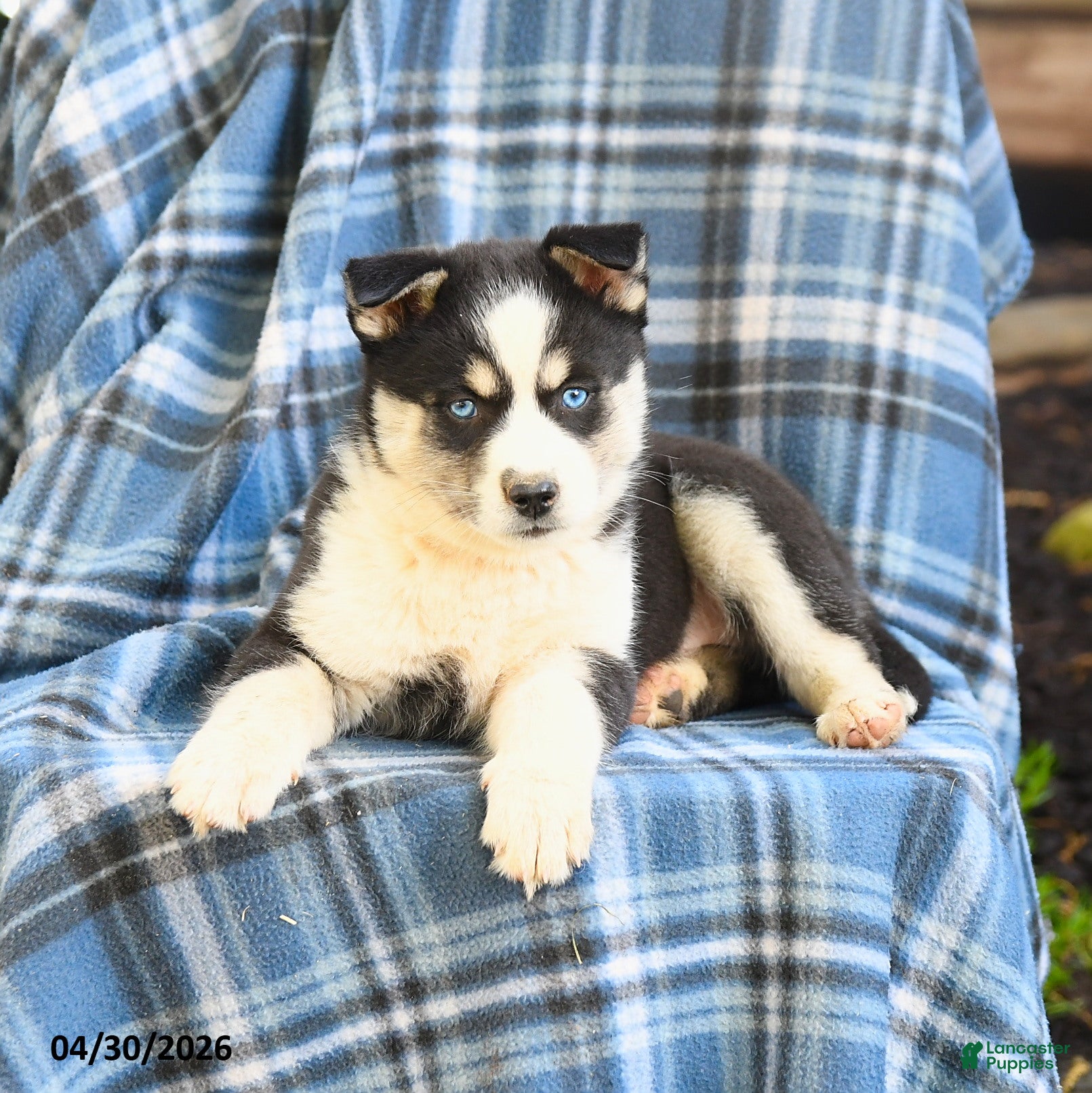 Taiga Pomsky for sale in Peach Bottom | Lancaster Puppies