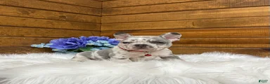 Kowen