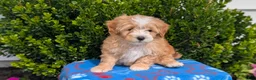 Mixed Breed dogs for sale: Damon  - Ad 7
