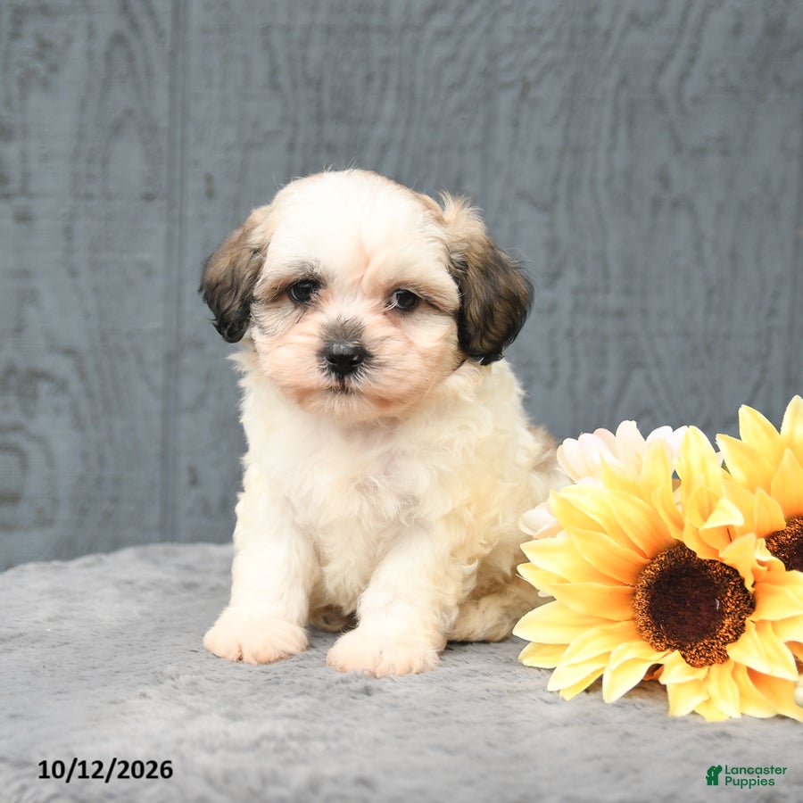 Teddy Bear dogs Cody - Ad 2