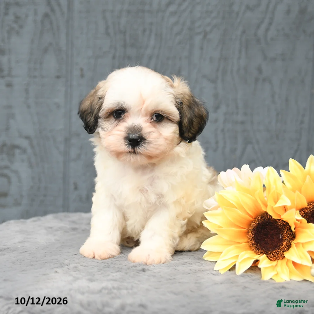 Teddy Bear dogs for sale: Cody - Ad 2
