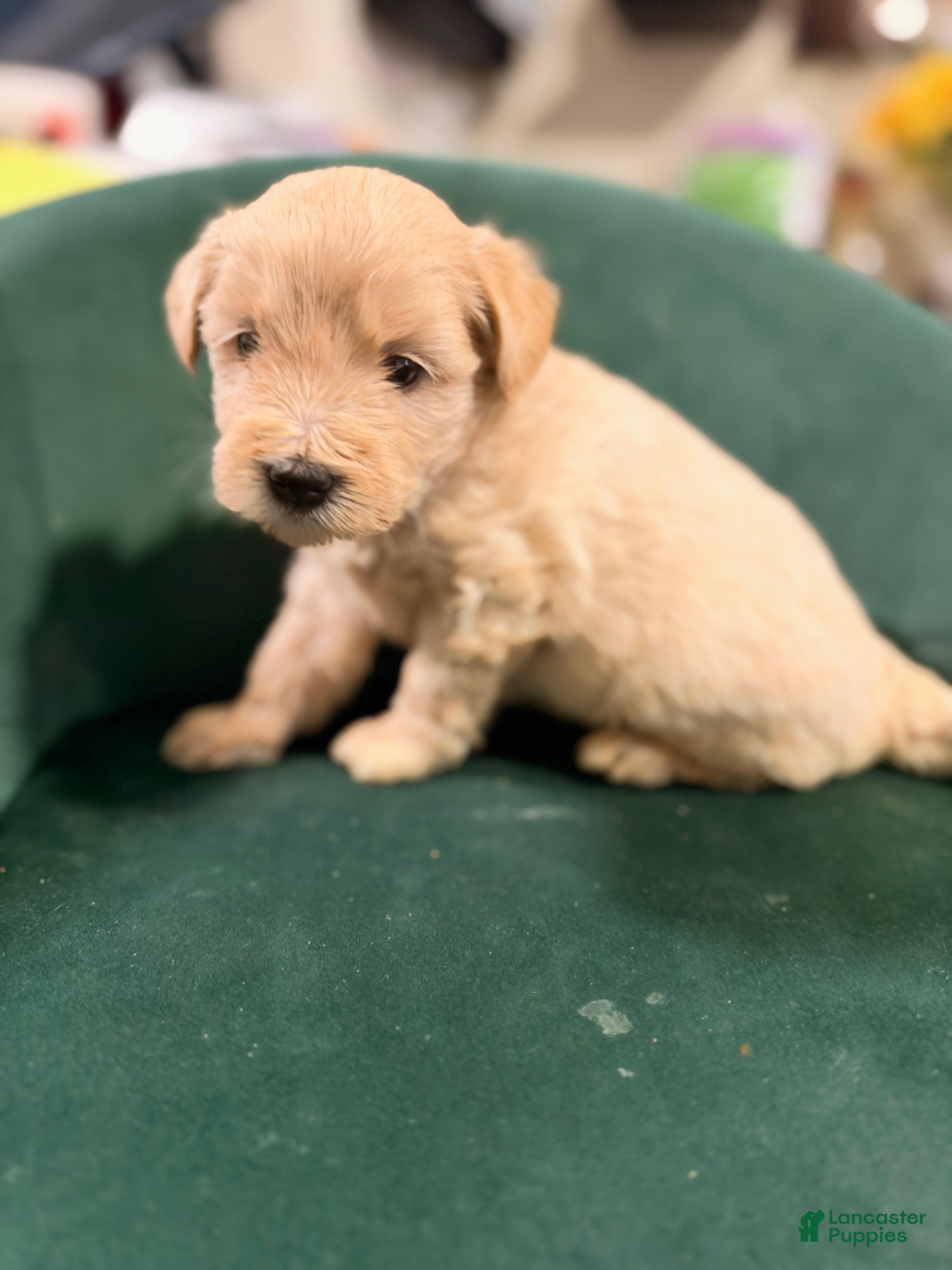 Goldendoodle dogs for sale: Goldendoodle 2 - Ad 1