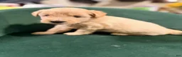 Goldendoodle dogs for sale: Goldendoodle 2 - Ad 1