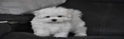 Maltese dogs for sale: Teddy - Ad 7
