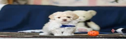 Toy Poodle dogs for sale: Biscuit - Ad 4