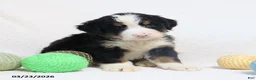 Bernese Mountain Dog dogs for sale: Max - Ad 2