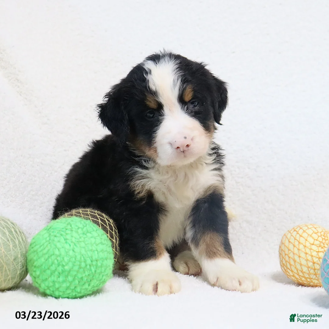 Bernese Mountain Dog dogs for sale: Max - Ad 2