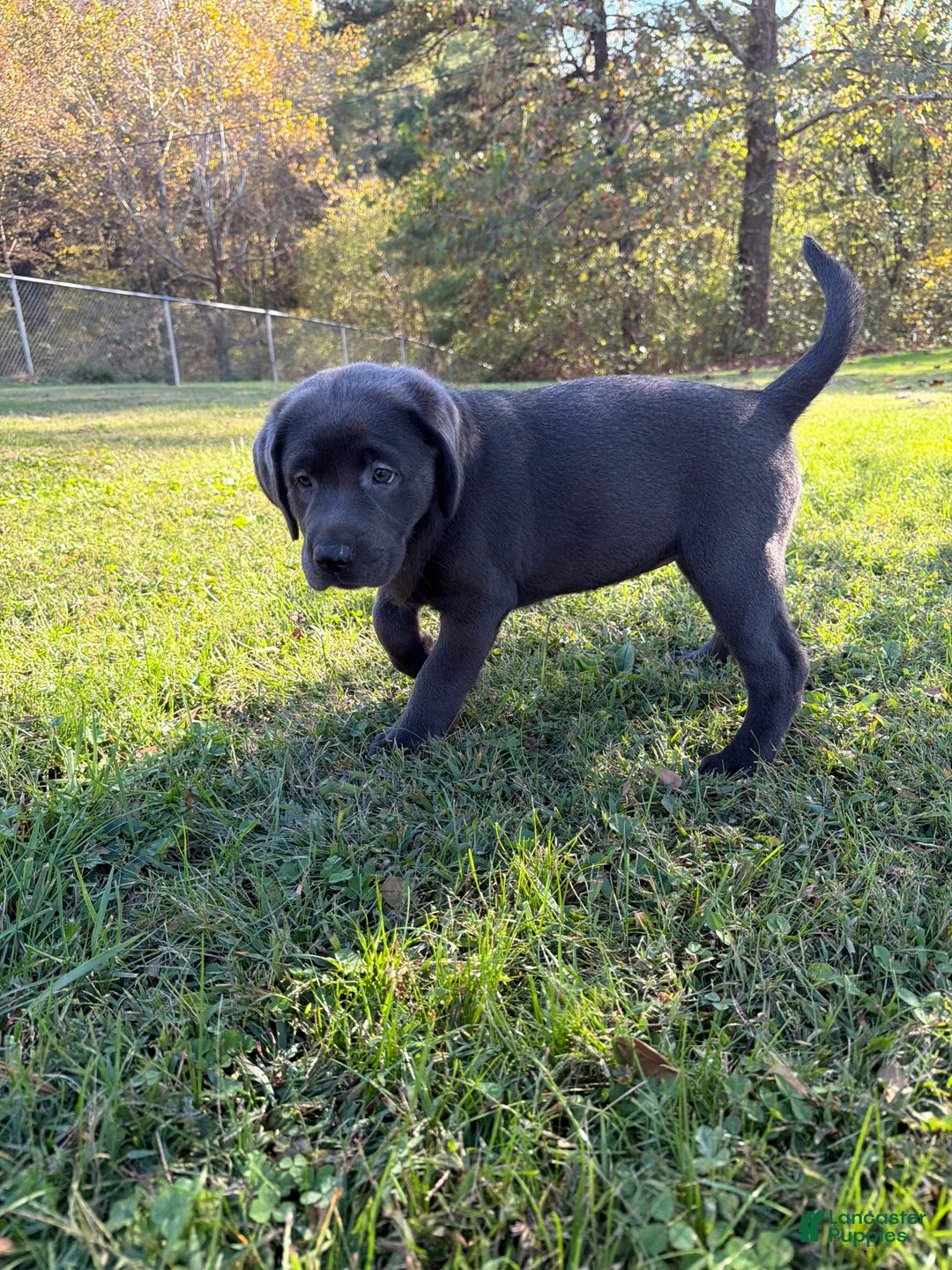 Labrador Retriever dogs for sale: Red - Ad 8