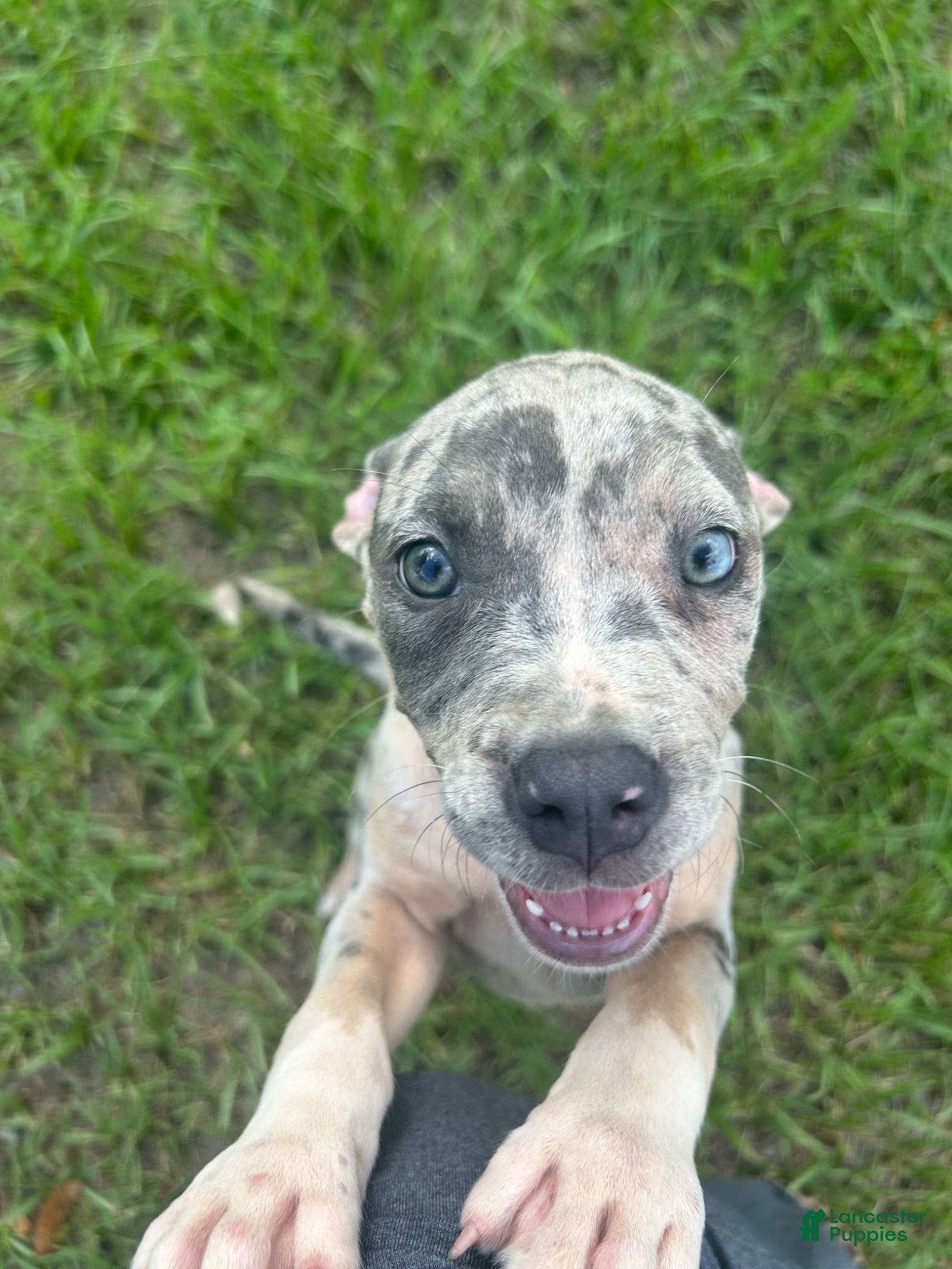 American Pit Bull Terrier dogs American Pit Bull Terrier 5 - Ad 9